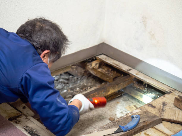 Best White Mold Remediation in Catlin, IL