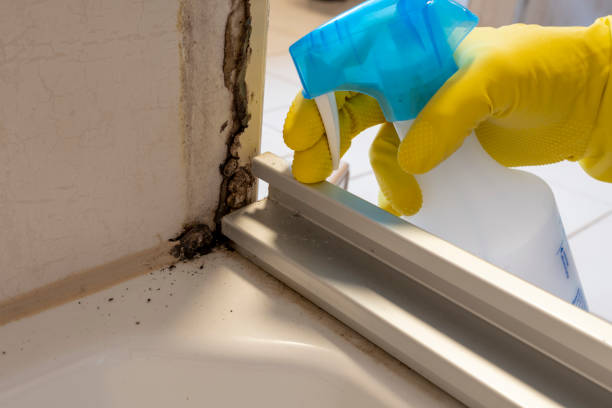 Best Mold Remediation for Specific Building Types in Catlin, IL