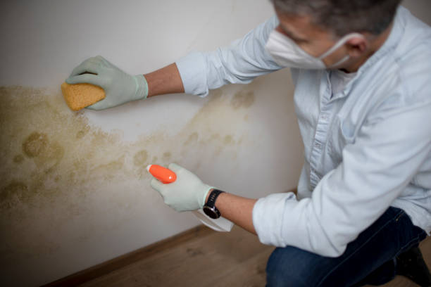 Best Attic Mold Remediation in Catlin, IL