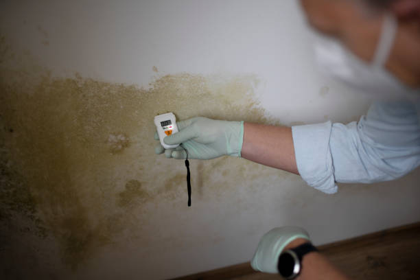 Best HVAC Mold Remediation in Catlin, IL