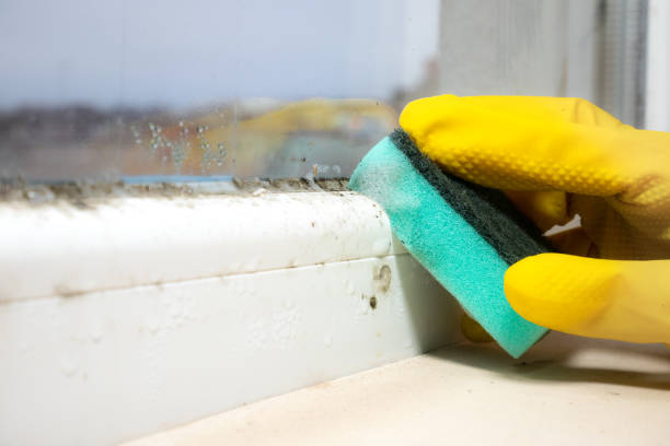 Best Post-Flood Mold Remediation in Catlin, IL