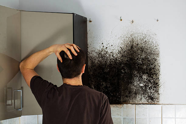 Best Bathroom Mold Remediation in Catlin, IL