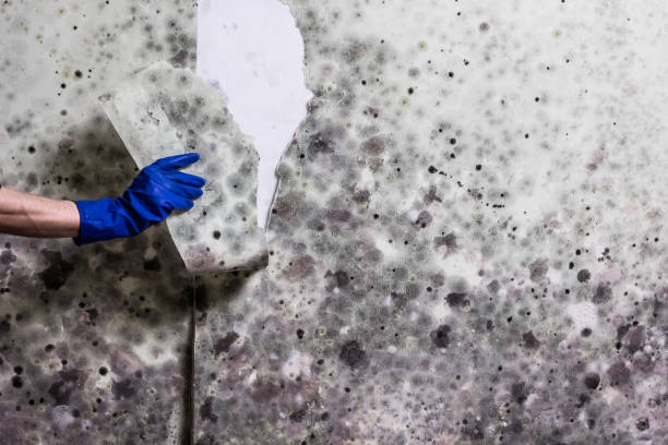 Best Basement Mold Remediation in Catlin, IL